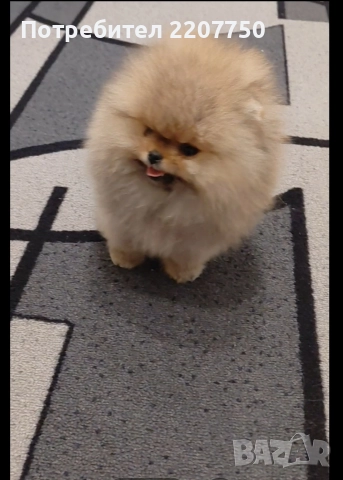 продавам померан , снимка 3 - Померан - 52437873