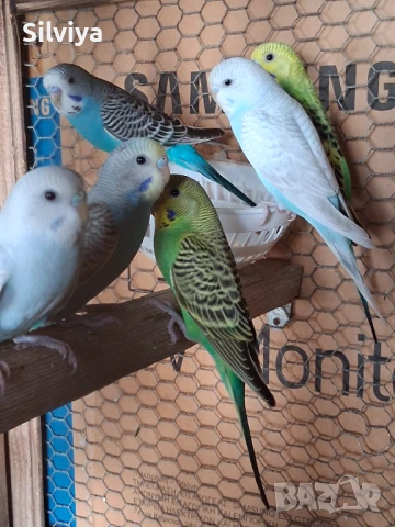 Вълнисти папагали , снимка 1