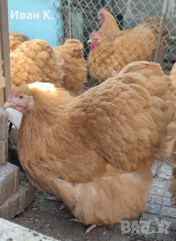 Продавам жълт Орпингтон., снимка 6 - Кокошки и пуйки - 37376457