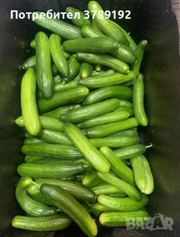 Разнос на Търговия, снимка 5 - Други услуги - 54059721