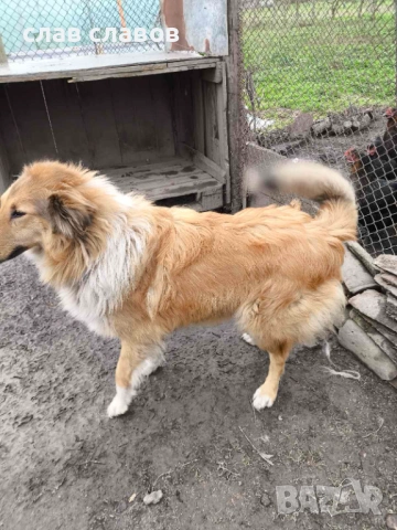 Женско коли, снимка 3 - Коли - 52804490