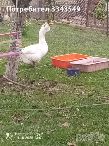 Чифт холмогорски гъсок , снимка 5 - Патици и гъски - 51671377