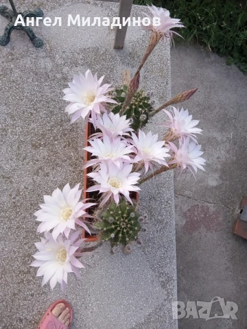 Сандъче с кактуси, снимка 10 - Стайни растения - 50008445