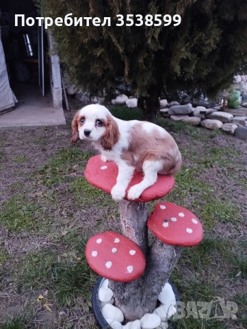 Кавалер Кинг Чарлз Шпаньол , снимка 3 - Кавалер кинг чарлз шпаньол - 52669127