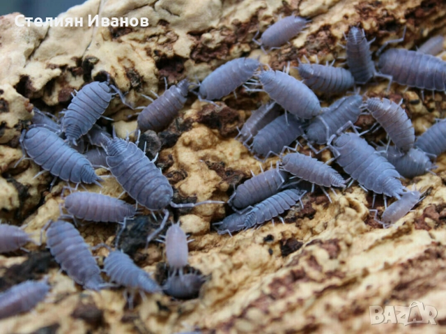 Хлебарки дубия, брашнени червеи, супербрашнен/кралски червей (морио), дрозофили, мокрици (изоподи), снимка 10 - Други - 49534577