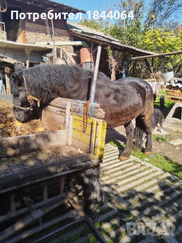 Продава се! , снимка 4 - Коне - 52262259