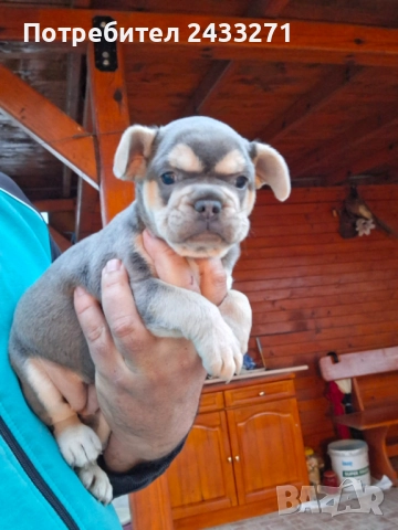 Френски булсог