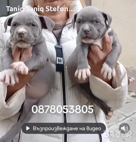американско були, снимка 2 - Питбул - 56539974
