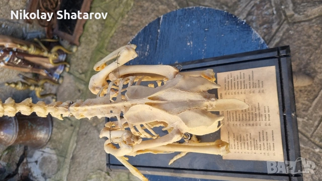 Анатомичен модел. кокошка, снимка 4 - други­ - 53911639