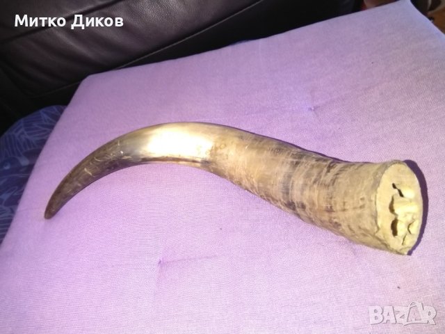 Рог от бивол 27см фи 50мм, снимка 7 - Декорация за дома - 44392493