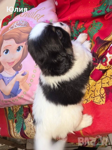 Японски хинчета