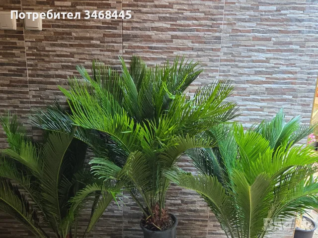 палма цикас екзотика, снимка 2 - Градински цветя и растения - 55781385