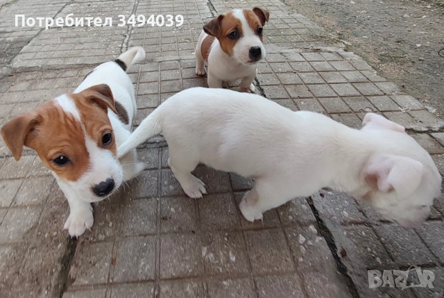 Джак Ръсел Териер , снимка 6 - Джак ръсел териер - 54012486