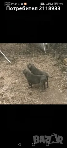 неаполитански мастиф - два броя , снимка 8 - Мастиф - 49962789