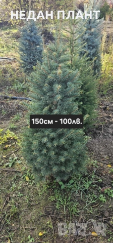 Живи коледни дръвчета (на бала), снимка 2 - Градински цветя и растения - 52648895