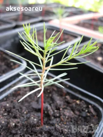 Нови качествени 15 семена от гигантска секвоя мамутово дърво sequoiadendron giganteum за декорация, снимка 15 - Сортови семена и луковици - 50220925