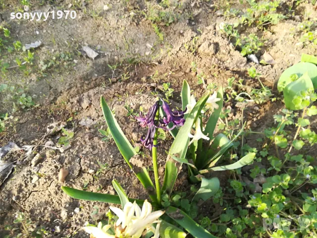 ЗЮМБЮЛ 25ЛВ ЗА ЕДИН В САКСИЯ С ПОЧВА 1104250530, снимка 11 - Градински цветя и растения - 49853465