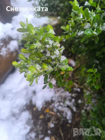 Клончета чемшир за вкореняване