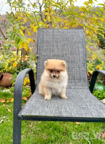 Померан момиче със втора ваксина. Померанче, снимка 4 - Померан - 52633545