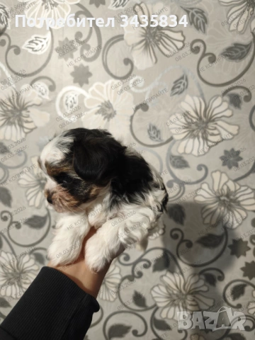 Бивер йоркширски териер