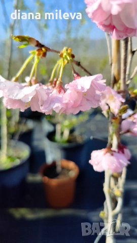 Японска Вишна, Prunus Accolade, снимка 9 - Градински цветя и растения - 54116099
