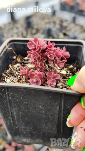 Седум Горски Пожар, Sedum SunSparkler Wildfire , снимка 6 - Градински цветя и растения - 49936159