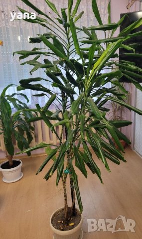 Драцена-фрагранс-палма , снимка 1 - Стайни растения - 34961601