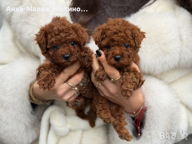 Той пудел ред браун , снимка 3 - Други - 52886172