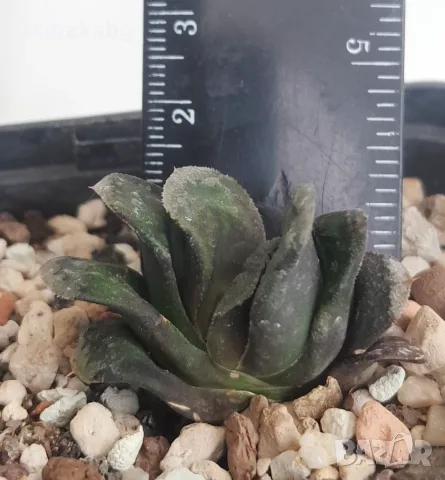 Хавортия (Haworthia truncata seiko), сукулентно растение
