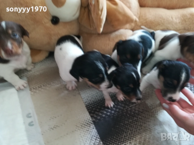 ДЖАК РЪСЕЛ-250ЛВ ЗА КУТРЕ 2409251049, снимка 5 - Джак ръсел териер - 51817566