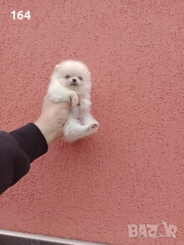 Померан. Мини момиченце. Снимки от 23.12.25 г. , снимка 3 - Померан - 52885649