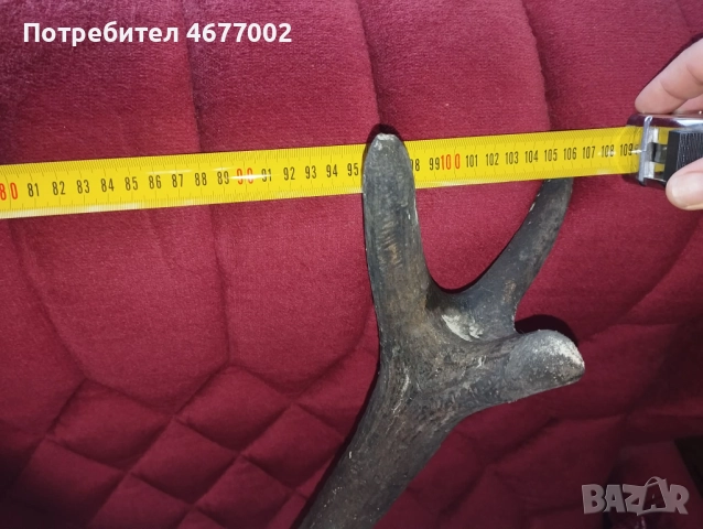 Красив трофей от елен, снимка 11 - Антикварни и старинни предмети - 52793539