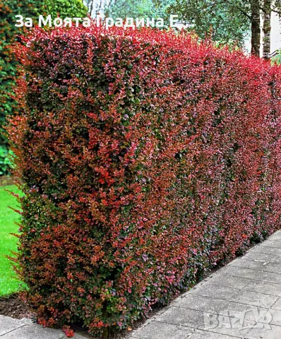 Берберис Тунберги, снимка 2 - Градински цветя и растения - 49425707