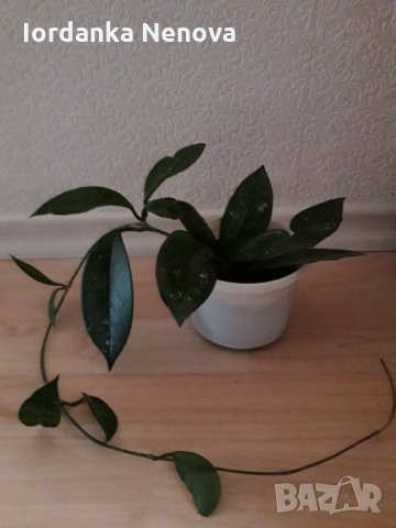 Хоя-восъчно цвете, снимка 2 - Стайни растения - 35149952