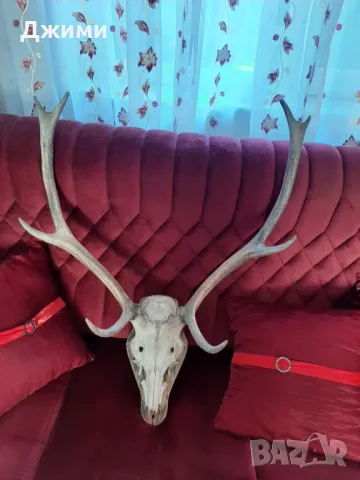 различни симетрични трофеи, снимка 2 - Антикварни и старинни предмети - 47085516