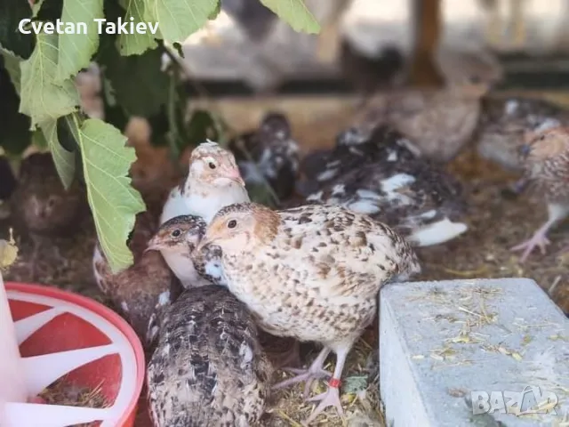 Пъдпъдъци женски и мъжки, млади и пронасящи , снимка 3 - Кокошки и пуйки - 47279310