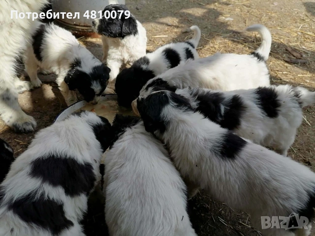 Каракачански овчарки, снимка 2 - Каракачанска овчарка - 54334444