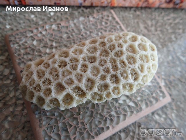 екзотични корали / различни видове/ в Рибки в гр. Варна - ID18675290 ...