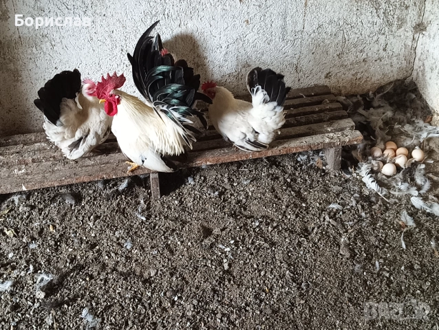 Елитни птици порода ШАБО чифтове., снимка 4 - други­ - 52433307