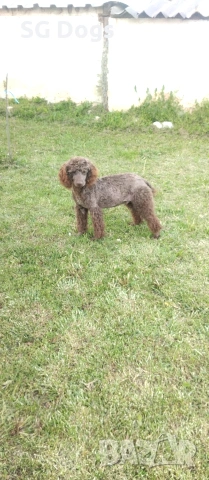 Пудел, снимка 8 - Пудели - 54322905