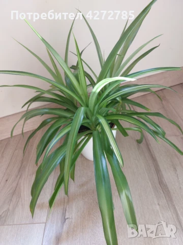 Хлорофитум Хавай