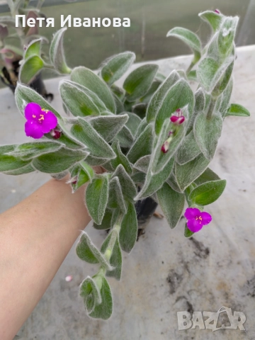 Tradescantia sillamontana