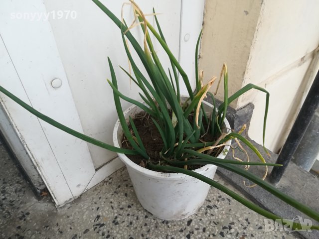 лук в саксия за кухнята 2202241458, снимка 13 - Стайни растения - 44417762