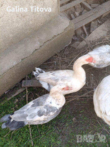 Неми патици, снимка 2 - Патици и гъски - 54184080