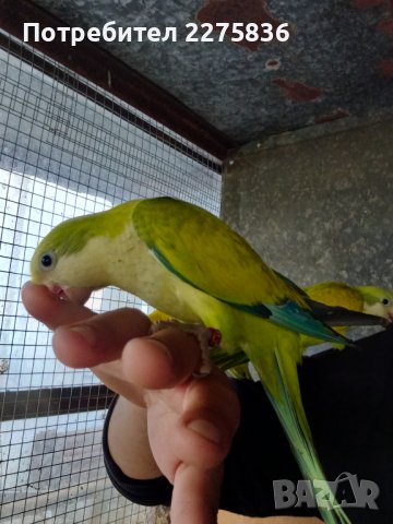 Монашески Папагалчета (монах), снимка 16 - Папагали - 37902418