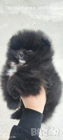 Померанче момче 