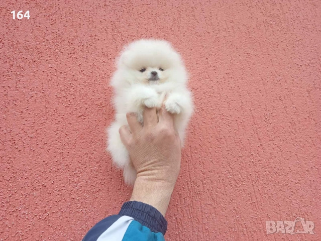 Померан. Реални снимки !, снимка 3 - Померан - 54138758