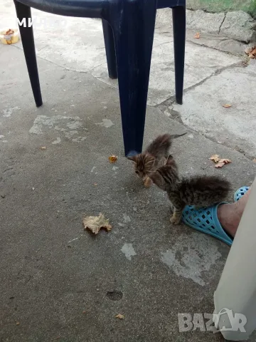 Подарявам малки котенца, снимка 2 - Други - 55971352