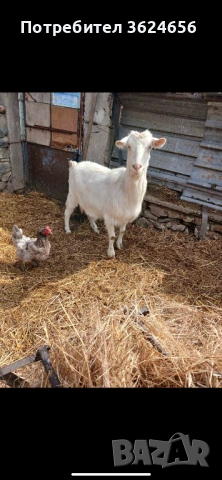 продавам коза