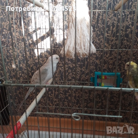 Чифт пойни папагалчета., снимка 2 - Папагали - 52825223